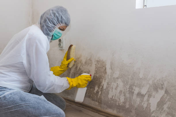 Certified Mold Removal in Gettysburg, PA