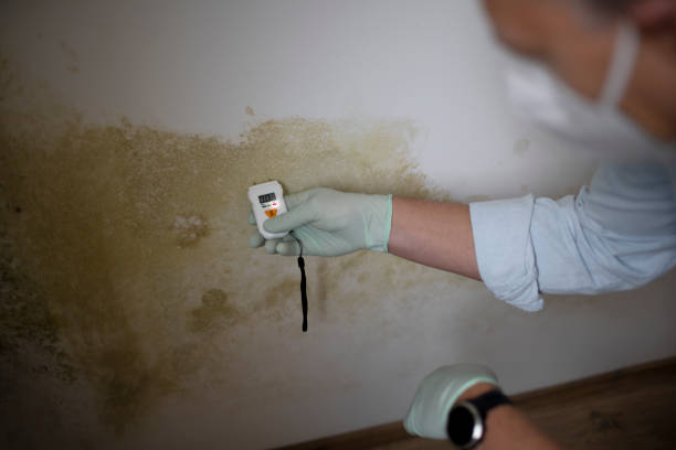 Best Local Mold Removal Service  in Gettysburg, PA