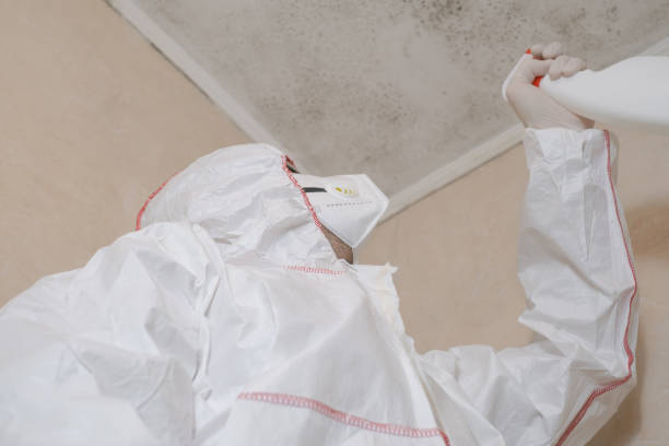 Professional Mold Removal in Gettysburg, PA