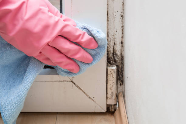 Best Mold Cleaning Services  in Gettysburg, PA
